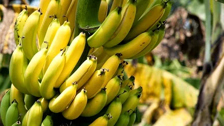 Cine mănâncă 3 banane primește 900 de dolari