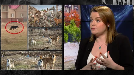 EXCLUSIV VIDEO | Diana Mardarovici (PNL): ASPA a cerut bani după ce un om a fost ucis de câini. Nu ar trebui să mai fie animale fără stăpân pe străzi