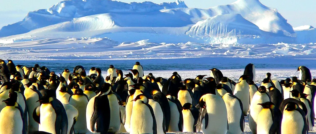 Încălzirea globală lovește din nou: 1.000 de pinguini imperiali, victimele topirii ghețarilor