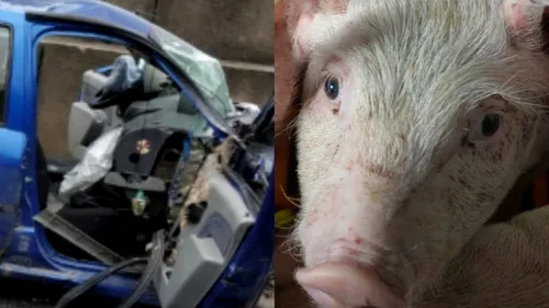 O mașină s-a proptit într-un stâlp după ce un porc ar fi sărit în brațele șoferului. Bărbatul și soția lui au cumpărat godacii de la târg și i-au „împachetat pe bancheta din spate

