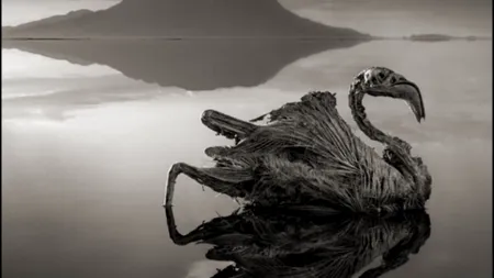 GALERIE FOTO. Povestea din spatele acestei imagini