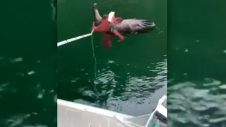 Luptă incredibilă între un vultur și o caracatiță, în care vânătorul a devenit vânat. Cum s-a sfârșit totul - VIDEO