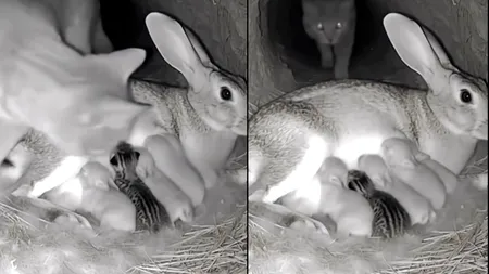 Imaginile serii cu misiunea de „salvare” a unui pui de pisică de la sânul unei iepuroaice