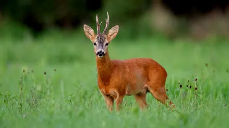 CĂPRIOARĂ, găsită la Galați, pe faleza Dunării/Ce s-a întâmplat cu animalul