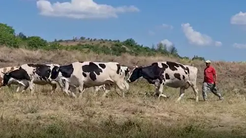 VIDEO | Seceta și scumpirea furajelor îi determină pe fermieri să-și vândă animalele: “Este un an foarte greu pentru noi”