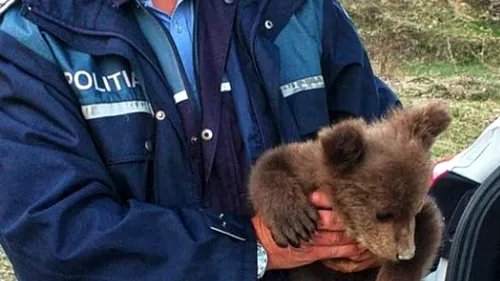 Un pui de urs mic și fâșneț a fost găsit pe marginea drumului, în Vrancea