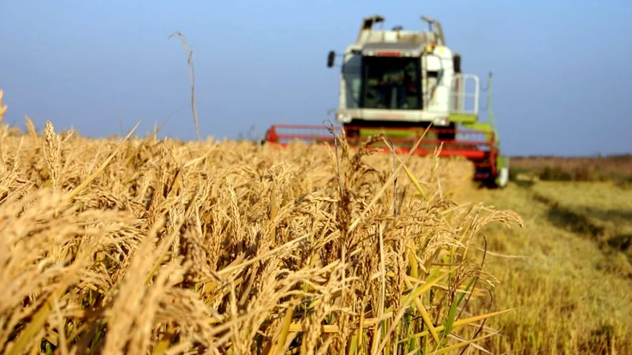 Egiptul a cumpărat iar 300.000 tone de grâu. România este și ea printre câștigătoarele licitației din 8 ianuarie