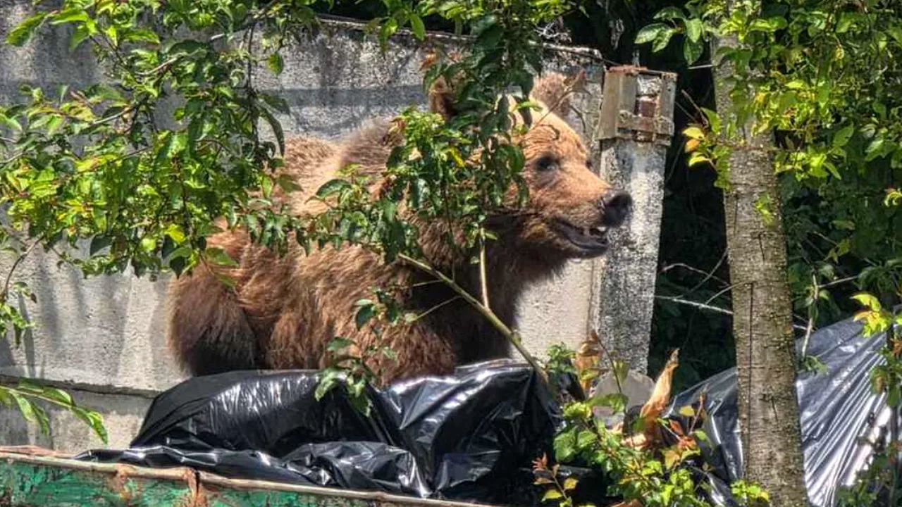 Un urs a fost împușcat în curtea unui spital din Brașov, după ce a intrat în containerul de gunoi. Nu a răspuns la semnalele acustice și luminoase