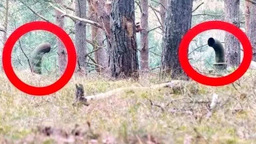 Doi tineri se plimbau într-o pădure când au dat peste aceste țevi. Nu i-a pregătit nimeni pentru ce se afla dedesubt!