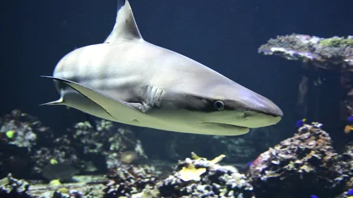 Misterul dispariției a 90% din populația de rechini în urmă cu 19 de milioane de ani. Teoriile oamenilor de știință