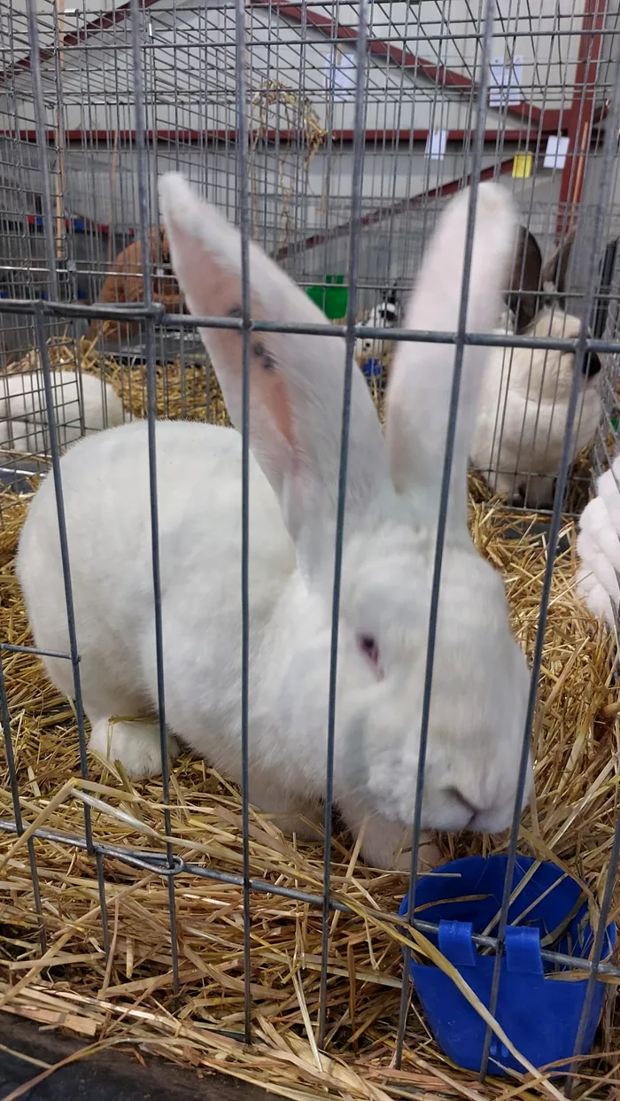 Expoziție inedită la Craiova. Găini, iepuri și porumbei care valorează și 2.000 de euro