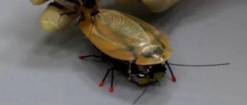 O universitate din Rusia a dezvoltat un gândac robot capabil să se deplaseze cu 30 cm/s. Armata a comandat o versiune specială