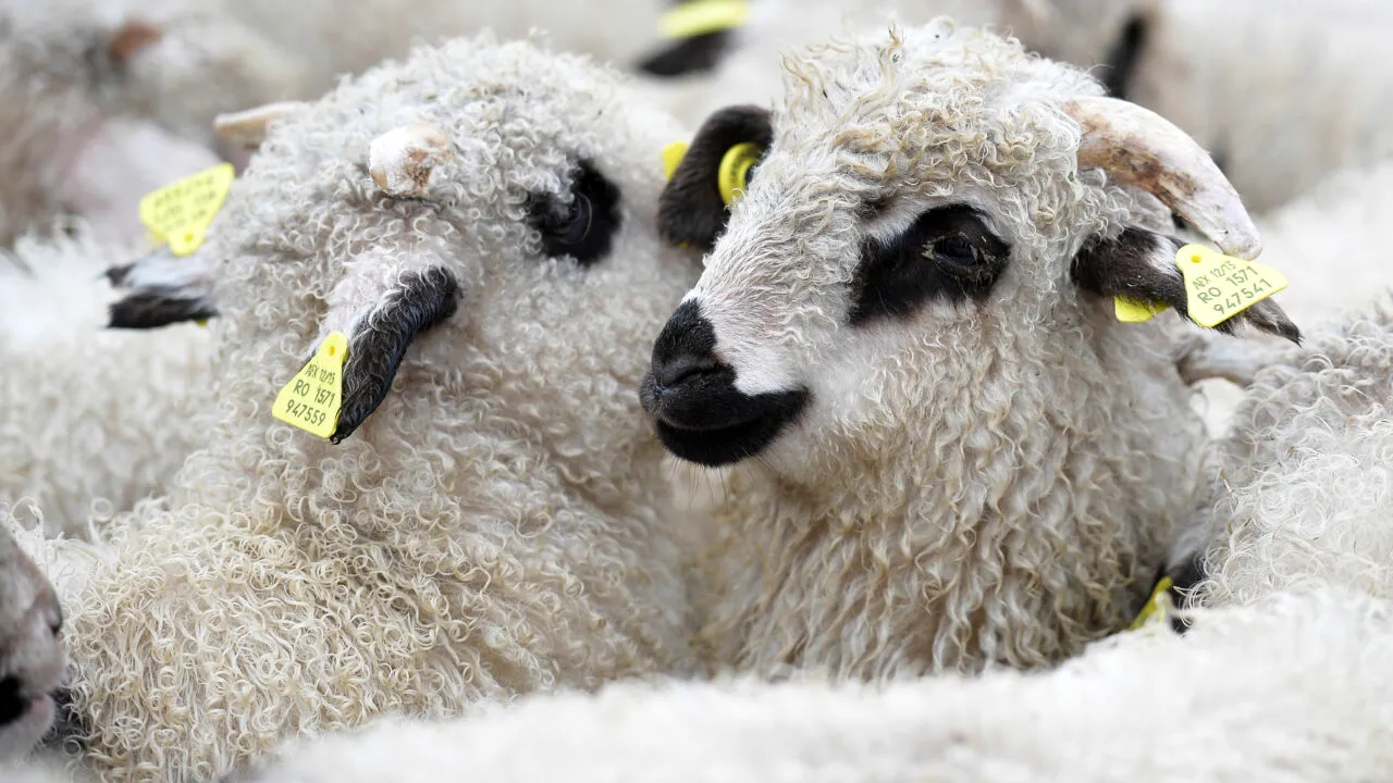 Când se sacrifică mieii de Paște. Ce preferințe există pe piața internă și ce animale pleacă la export