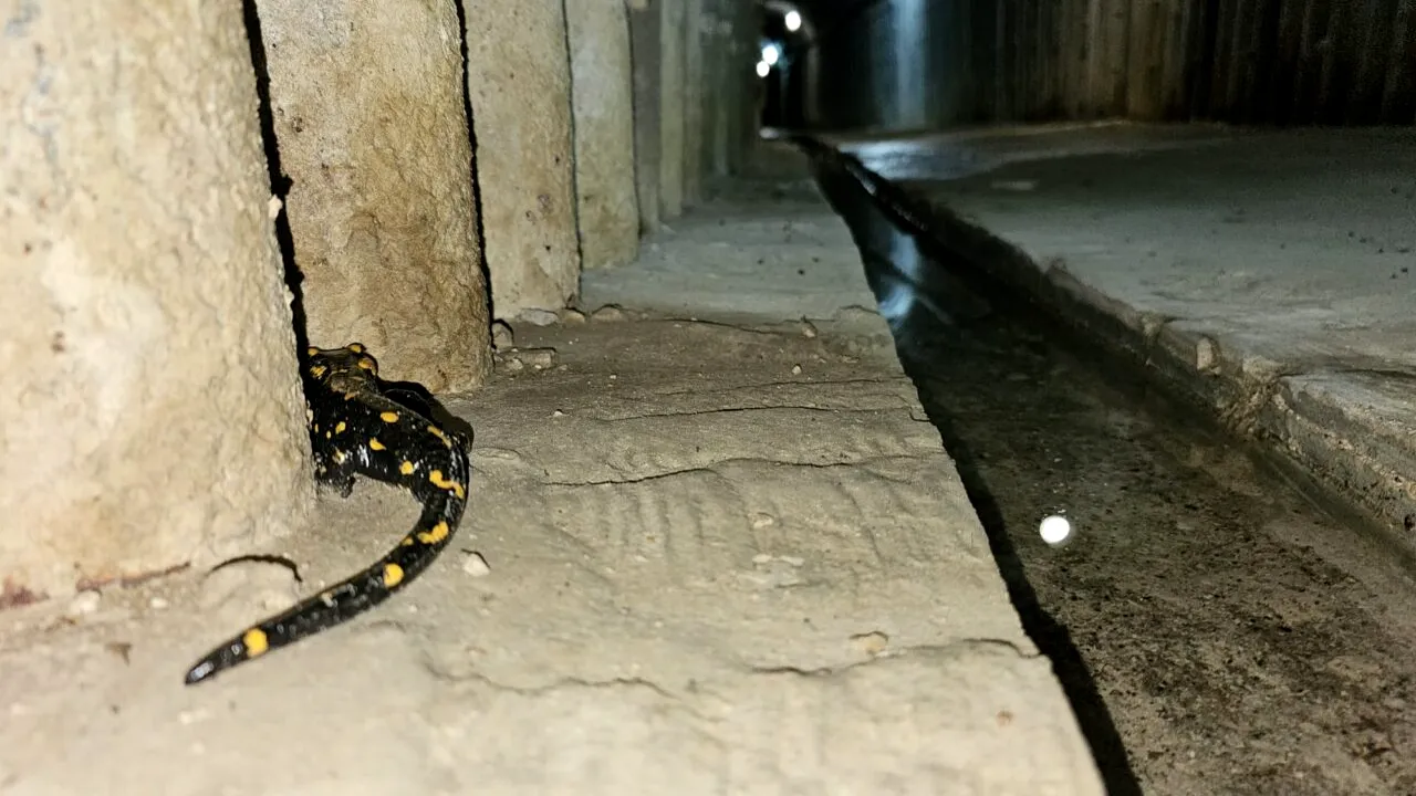 Ciudatul animal care a ieșit din hibernare, după ce s-a „odihnit” în galeriile barajului Râușor. „Mica noastră locatară”