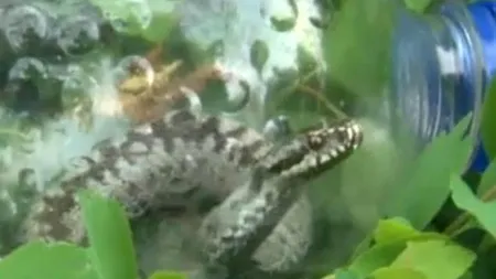 Bărbat în stare gravă după ce a fost mușcat de o viperă. A avut puterea să o prindă, după ce a fost atacat