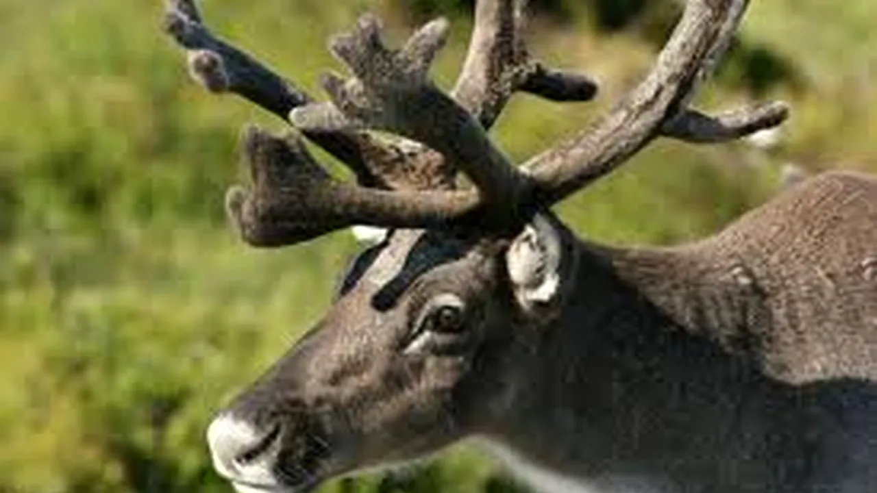 Renii, în pericol. Declin dramatic începând cu 1998