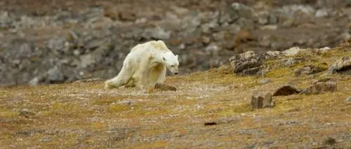 Adevărul crud din spatele imaginilor sfâșietoare care arată ultimele clipe ale unui urs polar care moare de foame