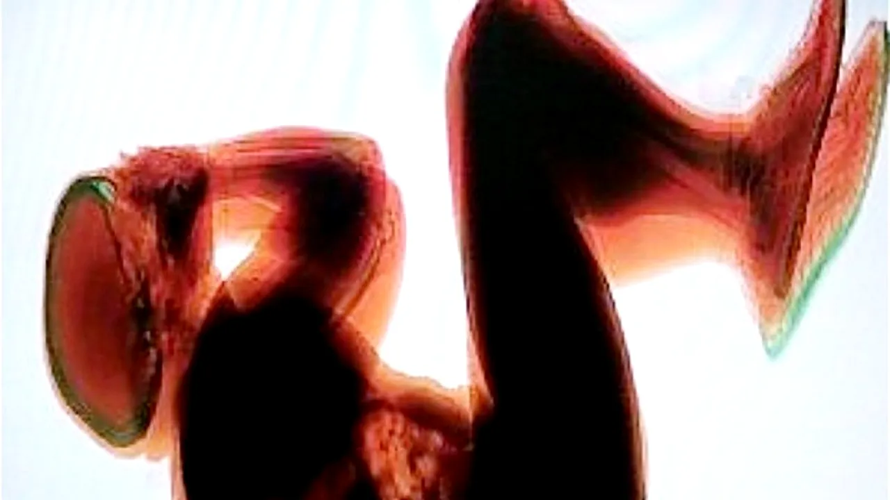 Un turist norvegian a fost găsit dormind pe banda de bagaje