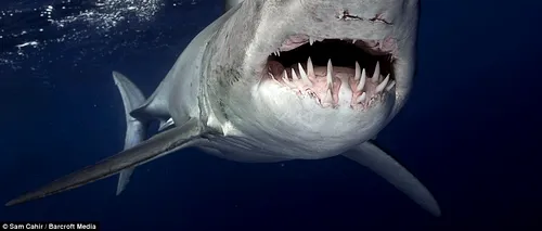 Supraviețuitorul unui atac de rechin a aflat răspunsul la întrebarea care l-a măcinat timp de 25 de ani. Ce specie era prădătorul