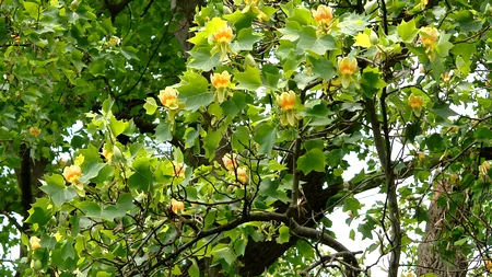 Locul din România în care lalelele cresc în copaci