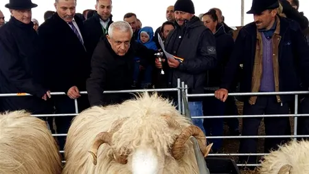 Ce au înțeles românii din 