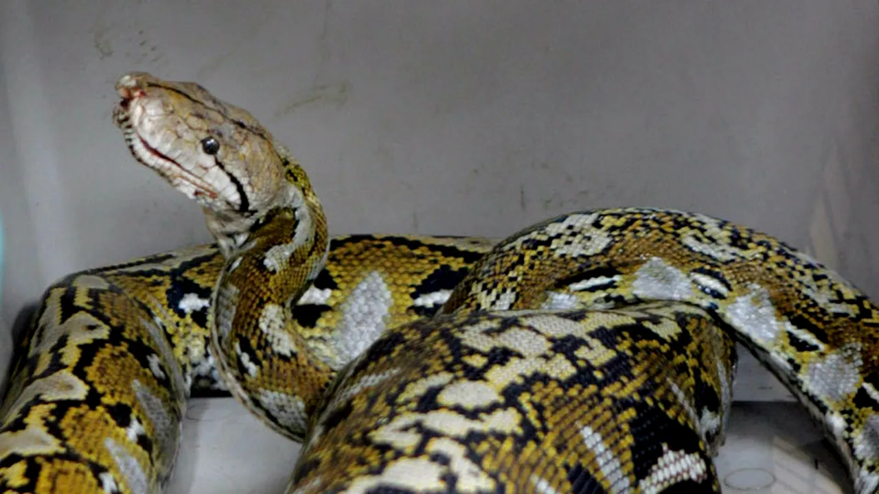 Un piton scăpat dintr-un magazin de animale a ucis doi copii în timp ce dormeau, în Canada
