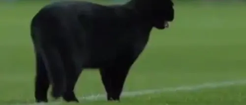 Ea este pisica neagră care a reușit să întrerupă meciul FC Barcelona-Elche. VIDEO