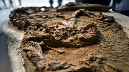 DESCOPERIRE istorică în deșertul Ocucaje. Fosile rare ale unui crocodil marin, vechi de peste 10.000.000 de ani, găsite în stare perfectă