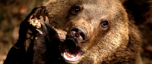 Vânătorii dâmbovițeni au reluat căutarea ursului care a ucis un bărbat de 63 de ani. Prefectul: Acțiunea noastră de astăzi nu urmărește omorârea acestui urs