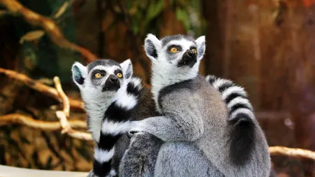 A furat un lemur de la o grădină zoologică pentru a-l face animalul său de companie. Ce pedeapsă riscă tânărul