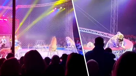 Spectacol de groază în Rusia: Un tigru de circ a scăpat din arenă și s-a repezit spre spectatori. Ce a urmat
