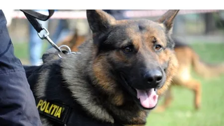 Proiect de OUG al MAI. Vela: Polițiștii vor avea dreptul să intre în orice domiciliu sau sediu, fără acordul proprietarilor, pentru a salva un animal în pericol