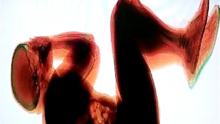 Un turist norvegian a fost găsit dormind pe banda de bagaje