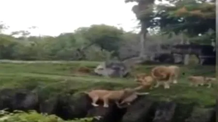 Instinct matern. Cum a reacționat o leoaică după ce și-a văzut puiul căzând