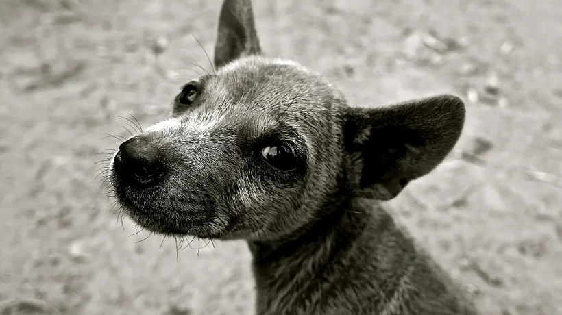 Câinii din Timișoara, nerevendicați timp de 14 zile, vor fi eutanasiați 