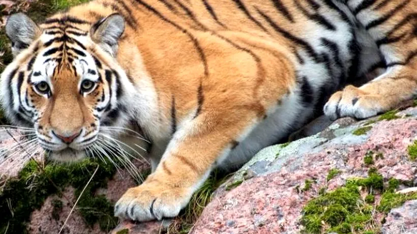 Panică în Olanda, după ce doi tigri au scăpat pe străzi