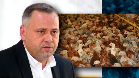 Italia și Franța importă 180 de milioane de PĂSĂRI din ROMÂNIA/Ministrul Florin BARBU: Vom produce în aceste ferme peste 50 de milioane de pui