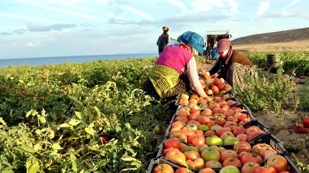 Turcia, unul dintre principalii furnizori de legume ai României, investește 5,3 miliarde de dolari în agricultură