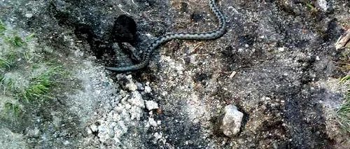 Șeful Salvamont Argeș, despre șerpii veninoși din România:  Viperele sunt la hibernare în această periodă a anului