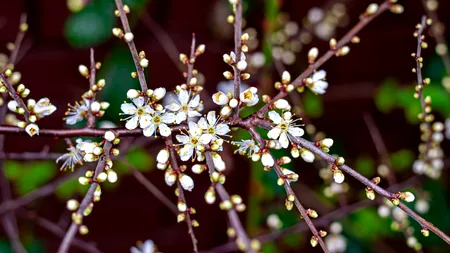 Meteo România 4-7 martie 2025: temperaturi de până la 22°C, val de aer cald extins în regiunile din sudul țării