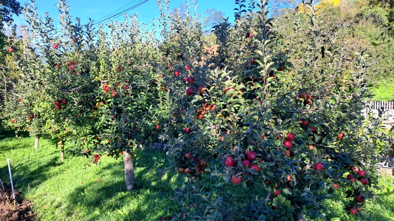 Băutura FERMECATĂ antibalonare. Ieftin și simplu