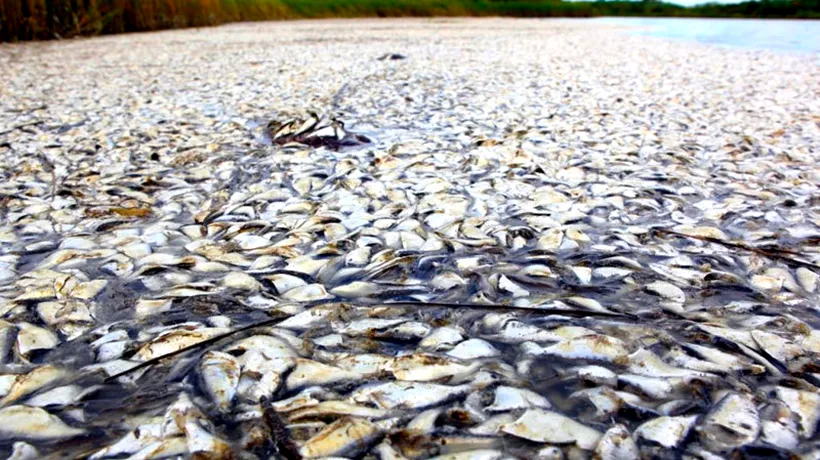 Pești morți pe râul Timiș, în apropierea unei stații de epurare. Garda de Mediu face verificări
