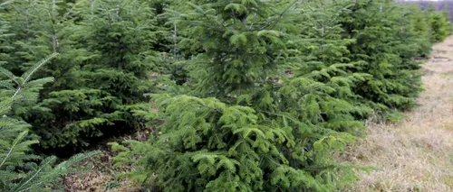 Cât costă un brad de Crăciun în 2022. Romsilva scoate la vânzare în acest an aproape 31.000 de pomi