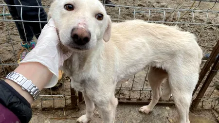 DEZVĂLUIRI ȘOCANTE! Cum funcționează „Mafia animalelor” fără stăpân din România, prin chinuirea sufletelor nevinovate: „Un câine produce și 1.000 de euro pe lună / Se fac transporturi pentru lupte și zoofilie / Sunt încrengături în instituțiile statului„ / EXCLUSIV
