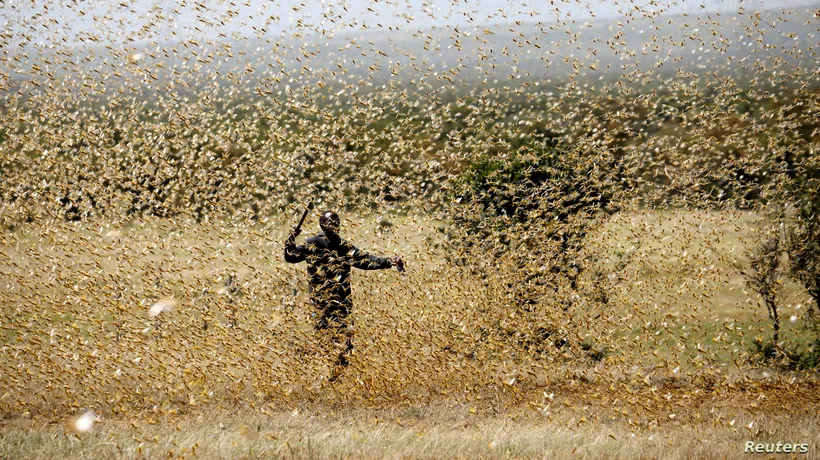 AFRICA: Milioane de lăcuste au invadat continentul. Actualul val, de 20 de ori mai mare decât primul