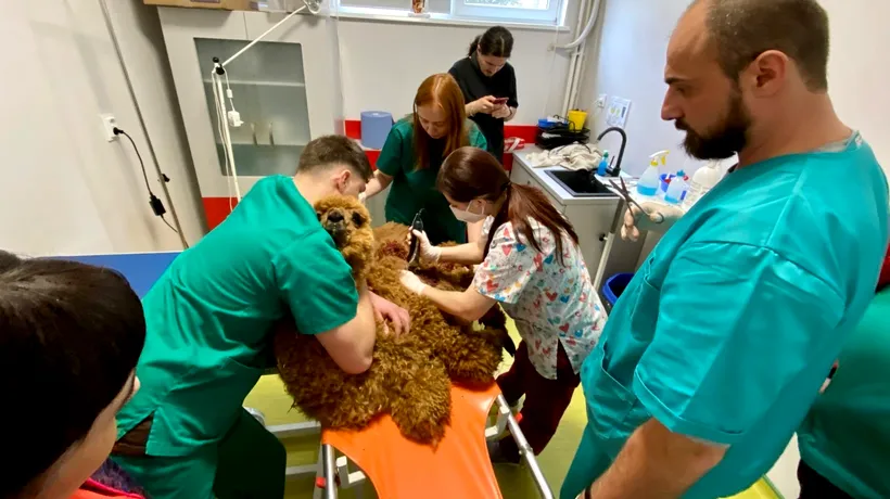 10.000 de animale de companie tratate în primul an de la înființarea singurului spital de urgențe veterinare din Moldova. Cine este cel mai neobișnuit pacient