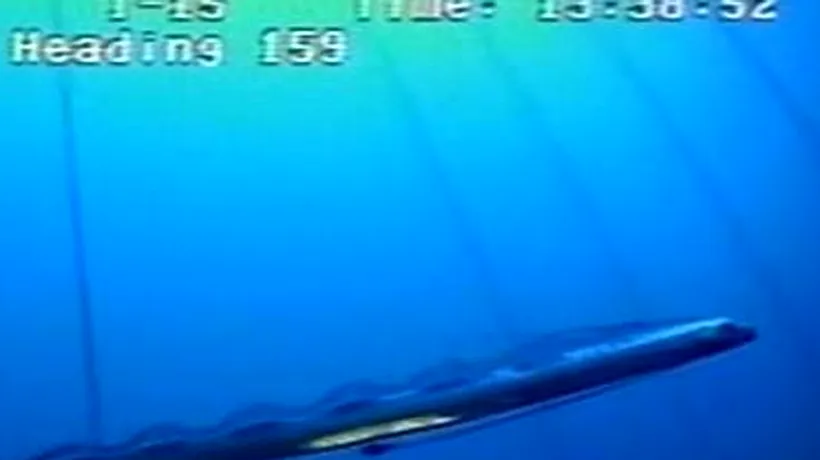 Cum arată cel mai lung pește descoperit de cercetătorii americani VIDEO