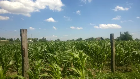 SE ÎNTÂMPLĂ ÎN ROMÂNIA: Un bărbat a reclamat că i-a dispărut casa, iar pe terenul fostei construcții s-a plantat porumb