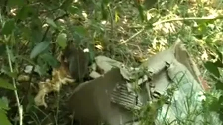 Invazie de șobolani în parcul IOR. Autoritățile spun că nu pot face nimic