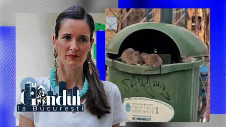 Ramona Porumb, viceprimar: „Șobolanii din Sectorul 1 seamănă cu bișonii, atât de mari sunt. Avem străzi unde nu se strâng gunoaiele o săptămână”